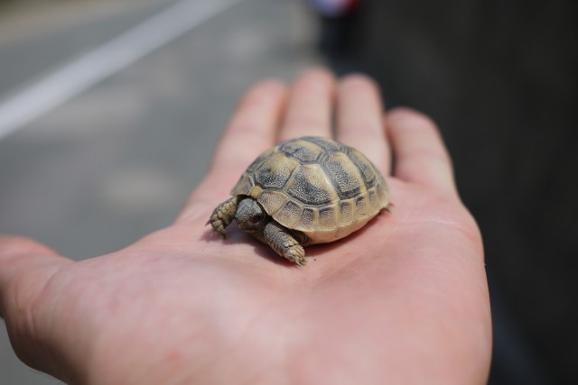 Une tortue en détresse pour Marielle