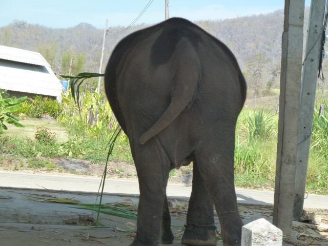 elephant