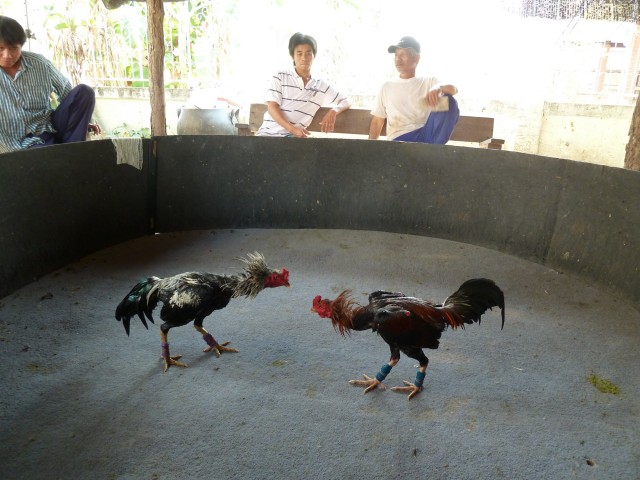 coq2