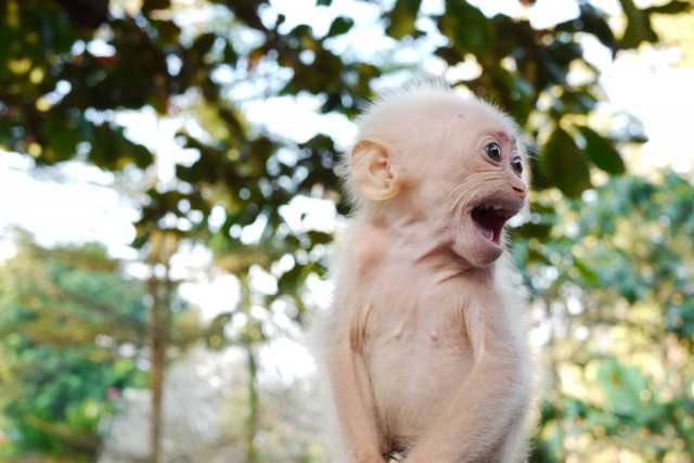 Glandouille avec un singe