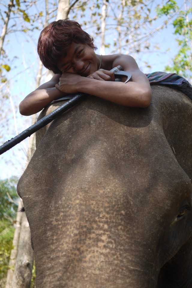 Glandouille sur un éléphant