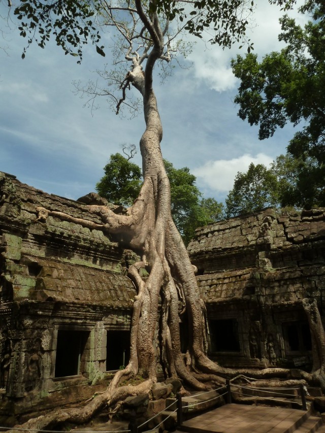 Ta Prohm, le plus sauvage