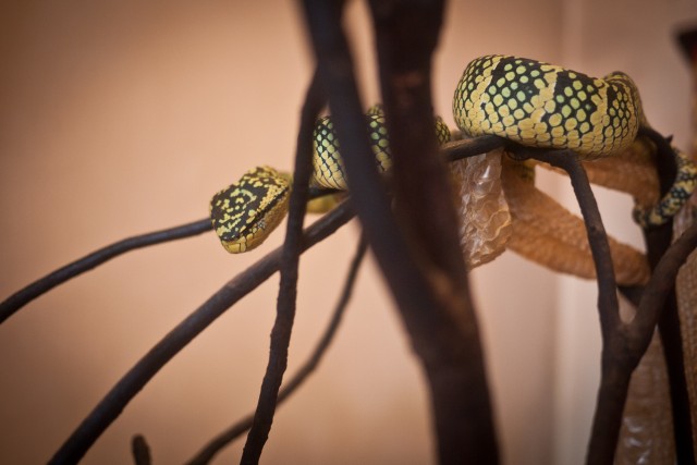 George Town - Snake temple - Malaisie