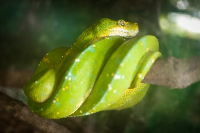 George Town - Snake temple - Malaisie