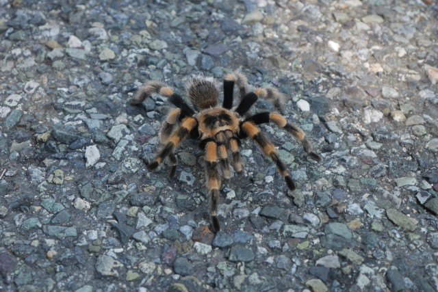 Brachypelma smithi